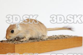 Gerbil - Meriones meridionus 0012